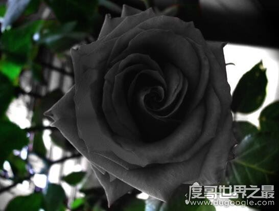 世界上最高贵神秘的花,这十种花珍贵漂亮又稀有