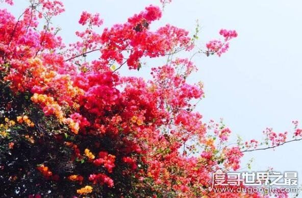 世界上最高贵神秘的花，这十种花珍贵漂亮又稀有