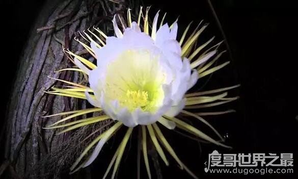 世界上最高贵神秘的花，这十种花珍贵漂亮又稀有