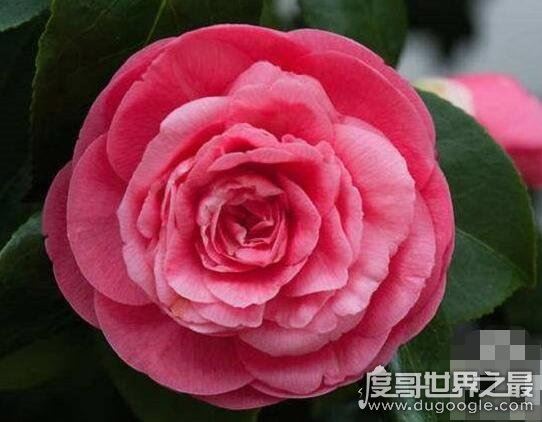 世界上最高贵神秘的花，这十种花珍贵漂亮又稀有