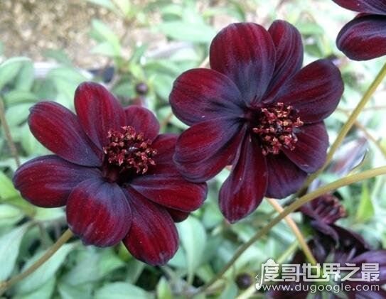 世界上最高贵神秘的花，这十种花珍贵漂亮又稀有