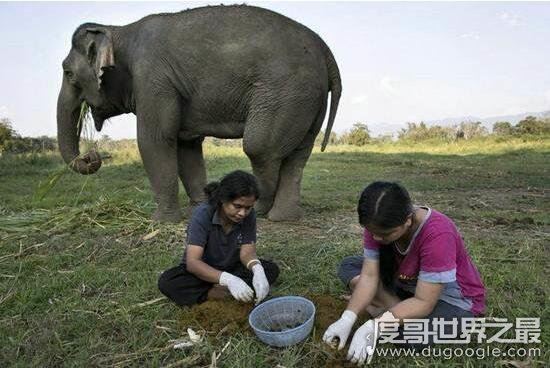 十大世界上最贵的咖啡排名,象屎咖啡最贵(550美元/磅)