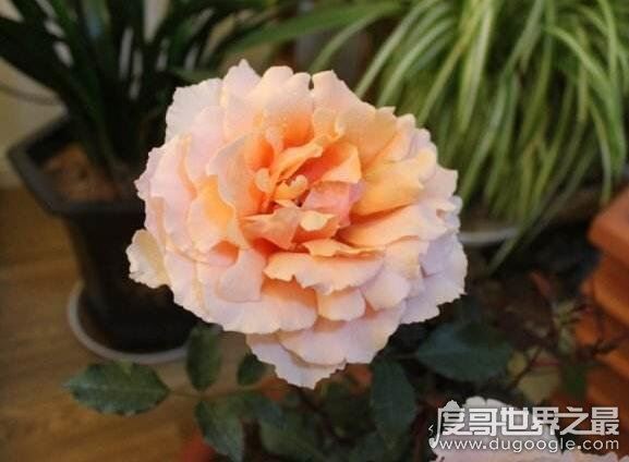 世界上最高贵神秘的花，这十种花珍贵漂亮又稀有