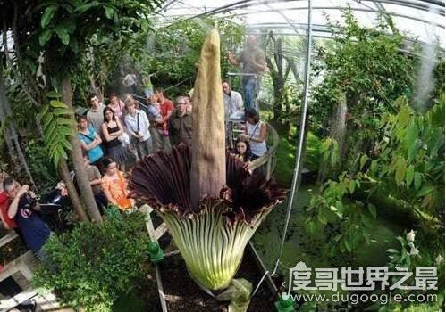 世界上最高贵神秘的花，这十种花珍贵漂亮又稀有