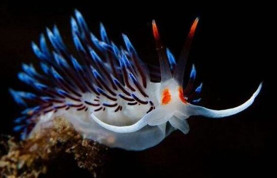 海蛞蝓就是海兔，萌萌哒外表却带有致命毒素