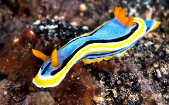 海蛞蝓就是海兔，萌萌哒外表却带有致命毒素