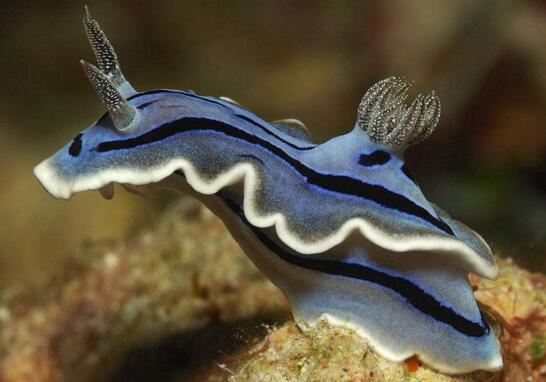 海蛞蝓就是海兔，萌萌哒外表却带有致命毒素