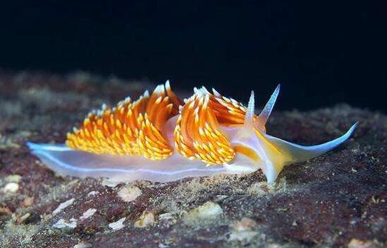 海蛞蝓就是海兔，萌萌哒外表却带有致命毒素