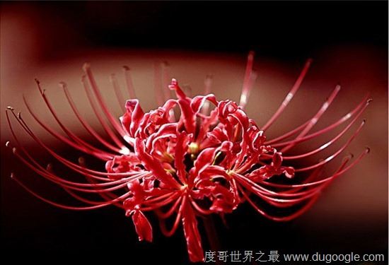 地狱之花彼岸花图片,犹如鲜红的血液(花叶永不相见)