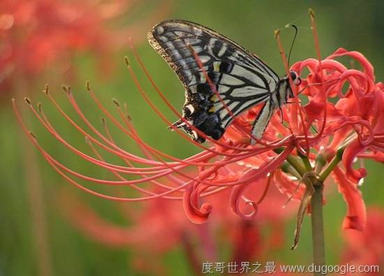 地狱之花彼岸花图片,犹如鲜红的血液(花叶永不相见)