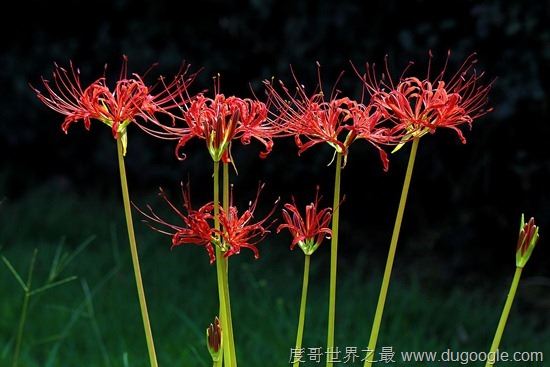 地狱之花彼岸花图片，犹如鲜红的血液(花叶永不相见)