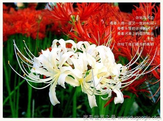 地狱之花彼岸花图片，犹如鲜红的血液(花叶永不相见)