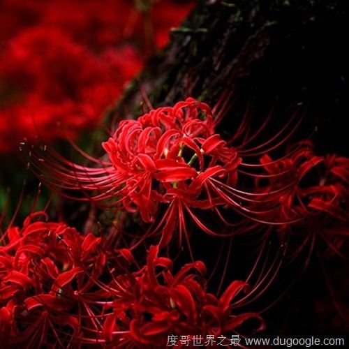 地狱之花彼岸花图片,犹如鲜红的血液(花叶永不相见)