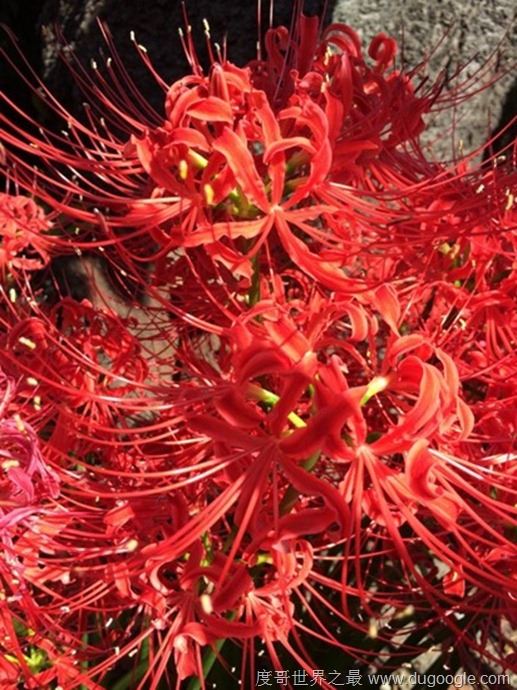 地狱之花彼岸花图片,犹如鲜红的血液(花叶永不相见)