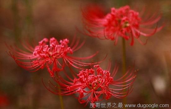 地狱之花彼岸花图片,犹如鲜红的血液(花叶永不相见)