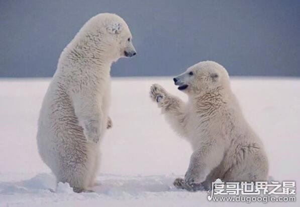 北极十大珍稀动物，最漂亮的北极狐拥有变幻莫测的颜色