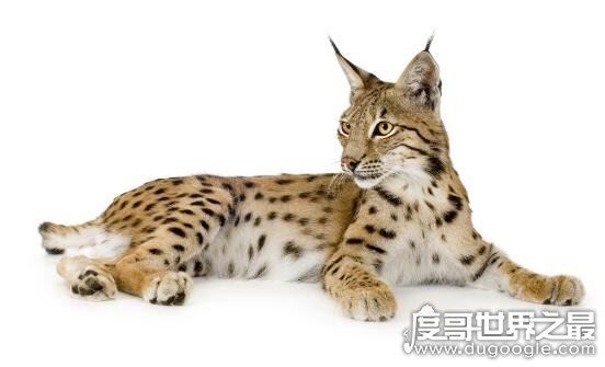 北极十大珍稀动物，最漂亮的北极狐拥有变幻莫测的颜色