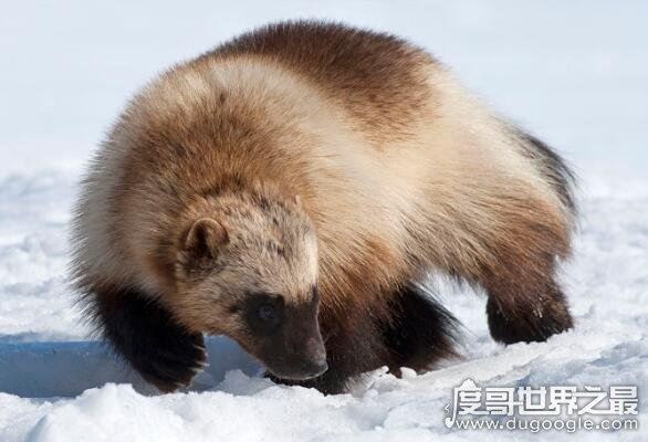 北极十大珍稀动物，最漂亮的北极狐拥有变幻莫测的颜色