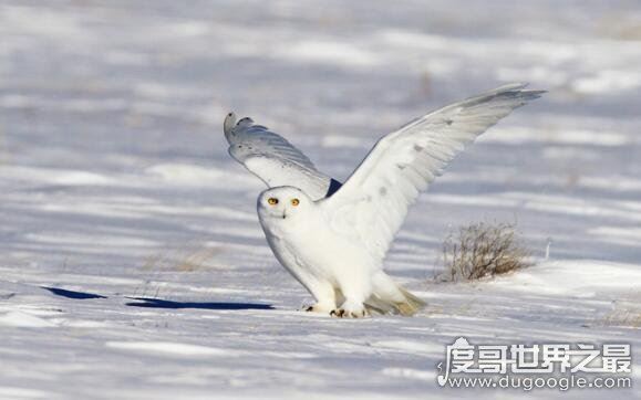 北极十大珍稀动物，最漂亮的北极狐拥有变幻莫测的颜色
