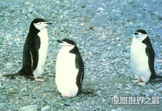 北极十大珍稀动物，最漂亮的北极狐拥有变幻莫测的颜色