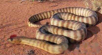 鸡冠蛇真的长鸡冠吗，鸡冠蛇中国古代最神秘的蛇