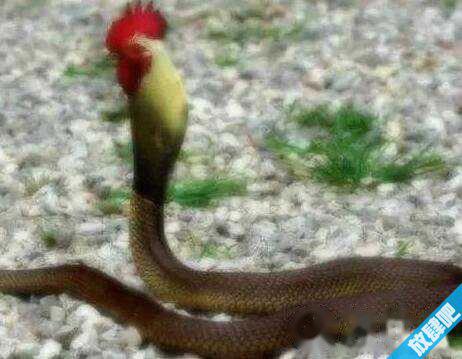 鸡冠蛇真的长鸡冠吗，鸡冠蛇中国古代最神秘的蛇