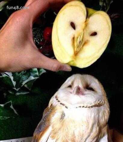 你懂的是什么意思？你懂得什么意思？网络词你懂得！