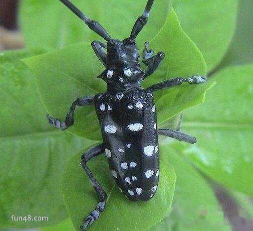 光肩星天牛是什么，光肩星天牛如何防治