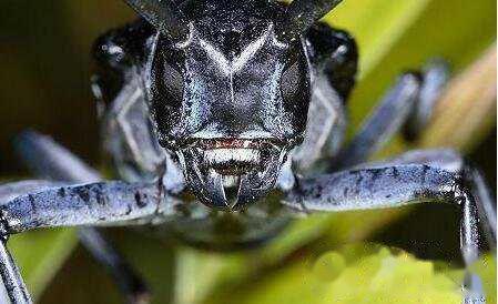 光肩星天牛是什么，光肩星天牛如何防治