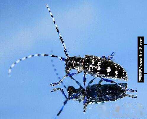 光肩星天牛是什么，光肩星天牛如何防治