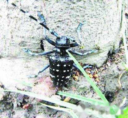 光肩星天牛是什么，光肩星天牛如何防治