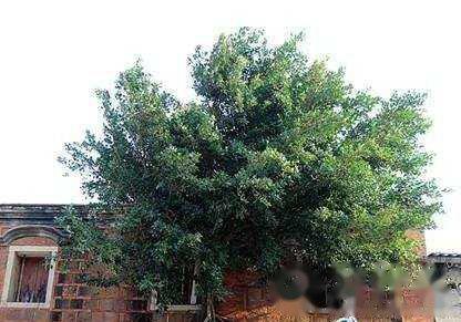 鬼节禁忌有什么，20件在鬼节做了会死的事情