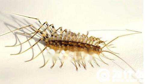 蚰蜒(yóu yán)是什么，蚰蜒是有益农事的益虫