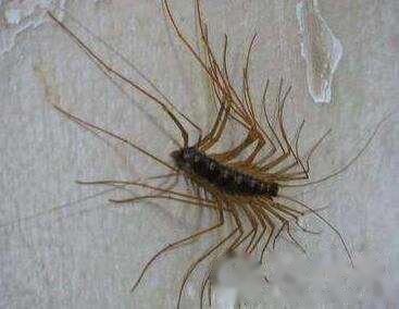 蚰蜒(yóu yán)是什么，蚰蜒是有益农事的益虫