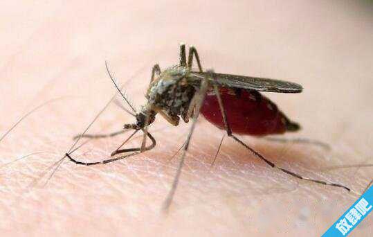 泰国斗鱼吃什么?泰国斗鱼吃什么最好(水蚯蚓)?