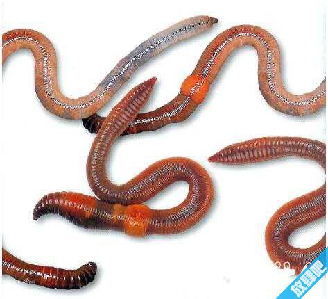 泰国斗鱼吃什么?泰国斗鱼吃什么最好(水蚯蚓)?