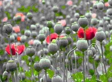 金三角为什么称为三不管？金三角、银三角、黑三角、金新月是哪？