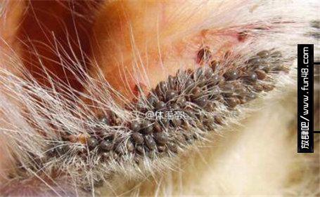 看完令人抓狂的蜱虫图片 密集恐惧症者勿入！