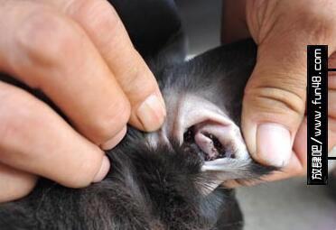 看完令人抓狂的蜱虫图片 密集恐惧症者勿入！