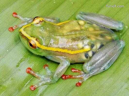 玻璃蛙是什么？为什么玻璃蛙可以看见其内脏！