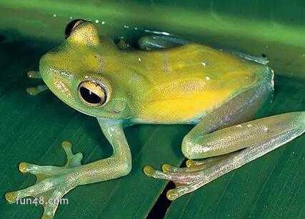 玻璃蛙是什么？为什么玻璃蛙可以看见其内脏！