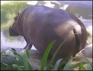 河马拉屎