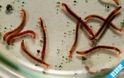 红虫是什么?钓鱼用的红虫是什么(摇蚊幼虫)?
