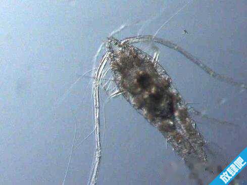 水蚤哪里有?水蚤什么时候有(春秋两季)?