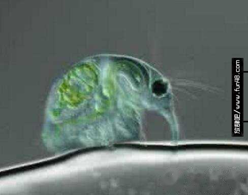 水蚤哪里有?水蚤什么时候有(春秋两季)?