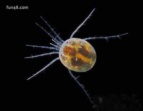 水蚤哪里有?水蚤什么时候有(春秋两季)?