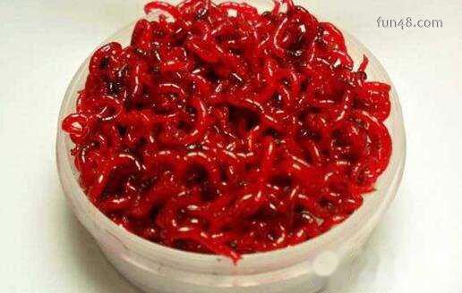 水蚤哪里有?水蚤什么时候有(春秋两季)?