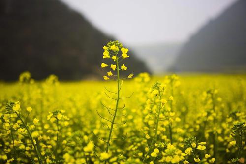 飞人菜花无处寻