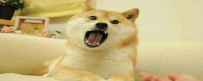 doge是什么意思，doge怎么出现的