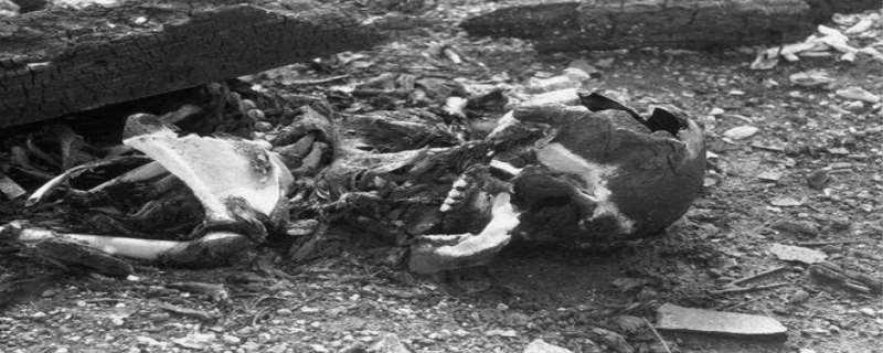 日本福岛变异人哪去了，日本福岛核事故